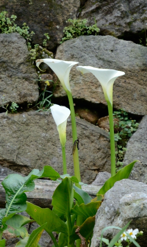 http://i.dcview.tw/gallery/201305/a9fb207e150fd13a834874eaedae1e7a.jpg