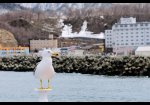北海道海鷗