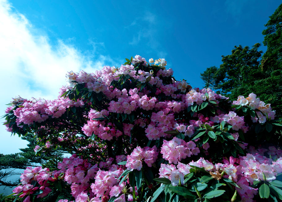 http://i.dcview.tw/gallery/201306/6d4f3b12193f5273a2f83c4932ab0adf.jpg