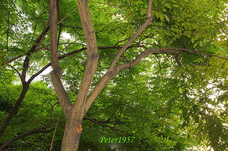 http://i.dcview.tw/gallery/201306/93c037ac388a850af04d98c31d8db79c.jpg