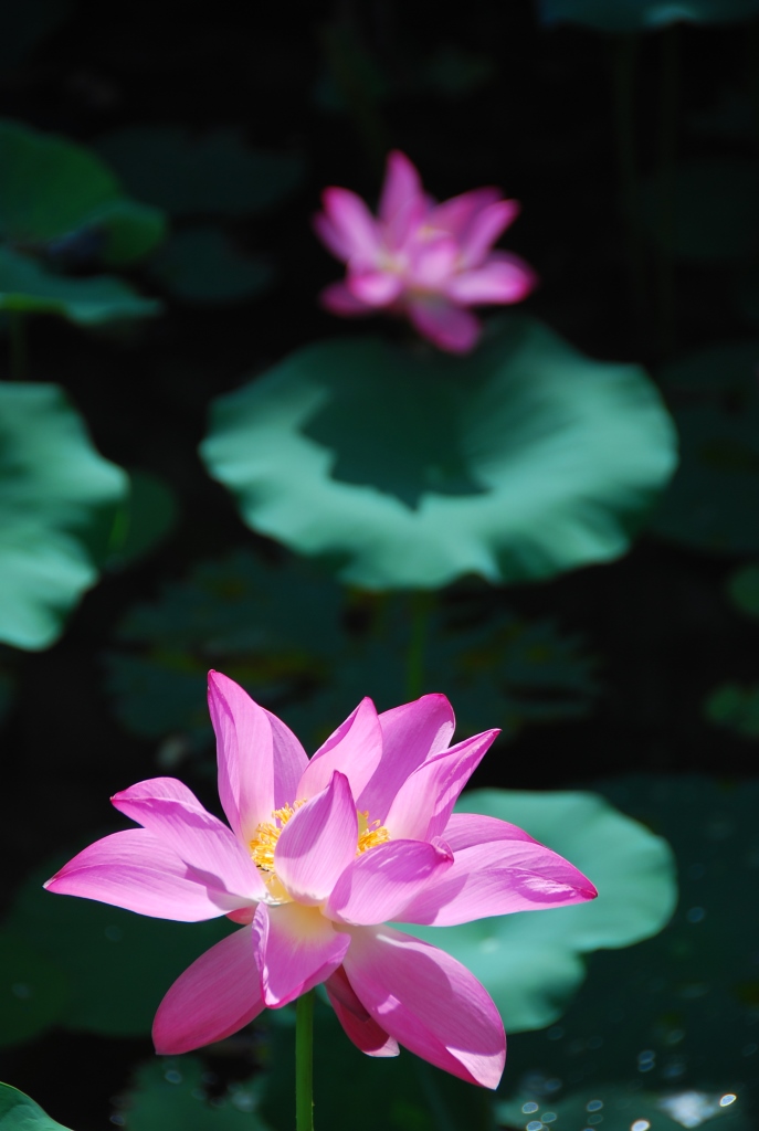 http://i.dcview.tw/gallery/201306/a90781fee12f42bfea6bedb7c2c2ca8a.jpg