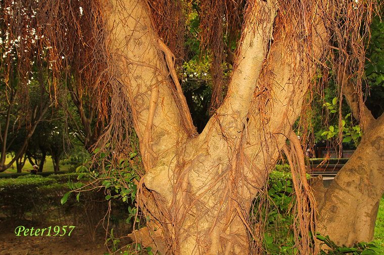 http://i.dcview.tw/gallery/201306/aa28cc496cc7491bb684b56dd2c9c988.jpg