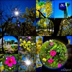 黃金雨阿勃勒 稍微來點不一樣 【東豐路】