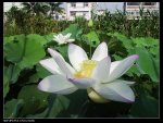 蓮花1020630