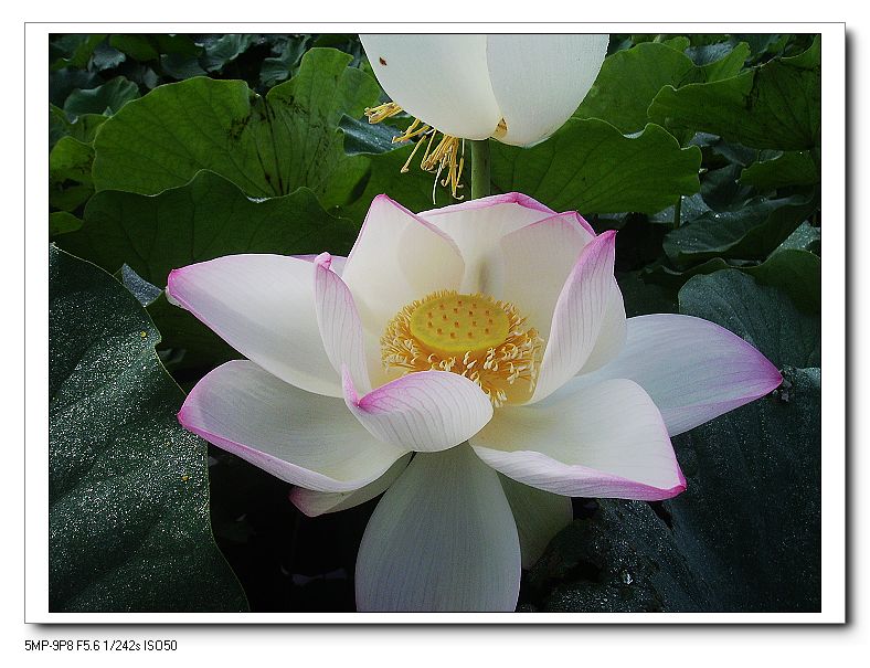 http://i.dcview.tw/gallery/201307/275091a7da5fa35270b7bb8e8b2bd6a1.jpg
