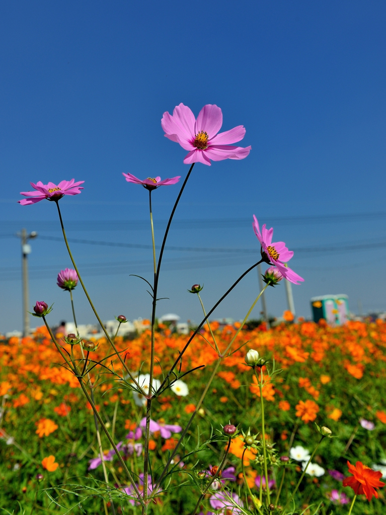 http://i.dcview.tw/gallery/201307/81f4b1c2f475d2db061bf4b97474e6ca.jpg