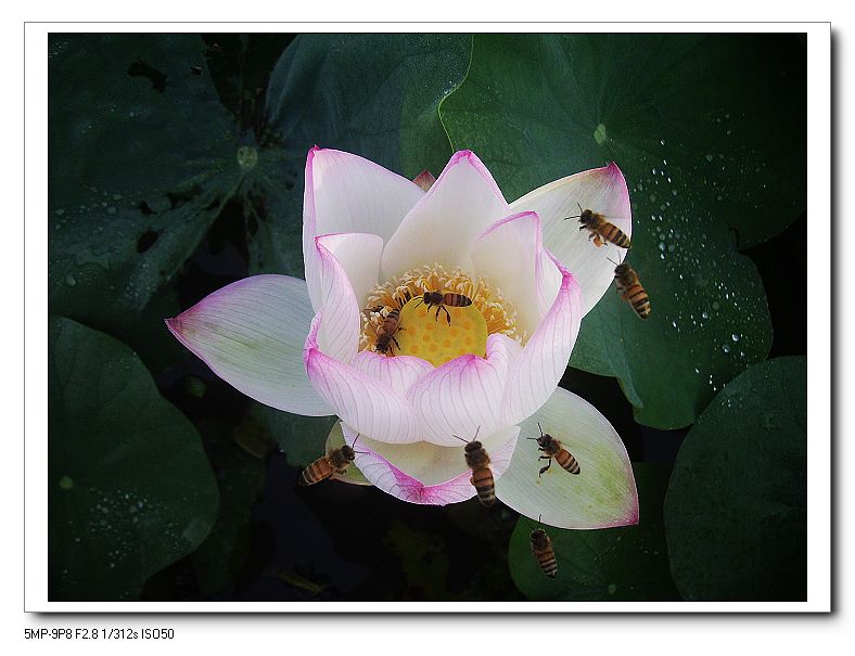 http://i.dcview.tw/gallery/201307/97b45ec0b9732a6315155cf81b098a9a.jpg