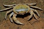 黃灰澤蟹(馬卡道澤蟹)