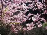 春陽粉櫻
