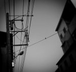 我是一隻小小鳥