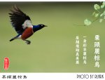一身彩衣麗椋鳥