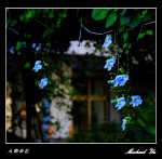 美麗的大鄧伯花