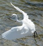 白鷺鷥熟練俐落之抓魚動作