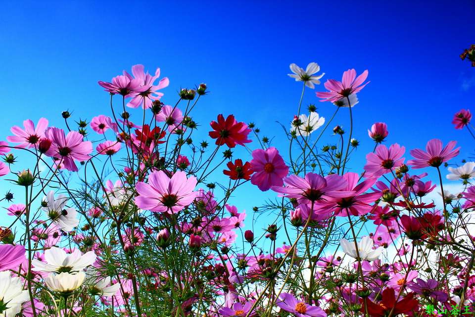 http://i.dcview.tw/gallery/201310/01dd511002c34a68bce2afb5684b3b2c.jpg
