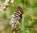 漂亮的條紋..................