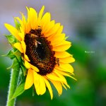 陰天的．向日葵