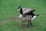 天之驕子--Canada Goose