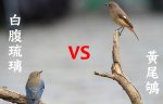 白腹琉璃VS黃尾鴝-不要偷吃偶的蟲