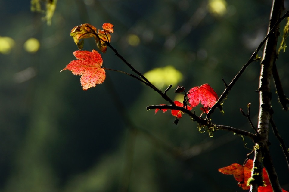 http://i.dcview.tw/gallery/201311/bf896f2069431a1e7845f73ce778cbef.jpg