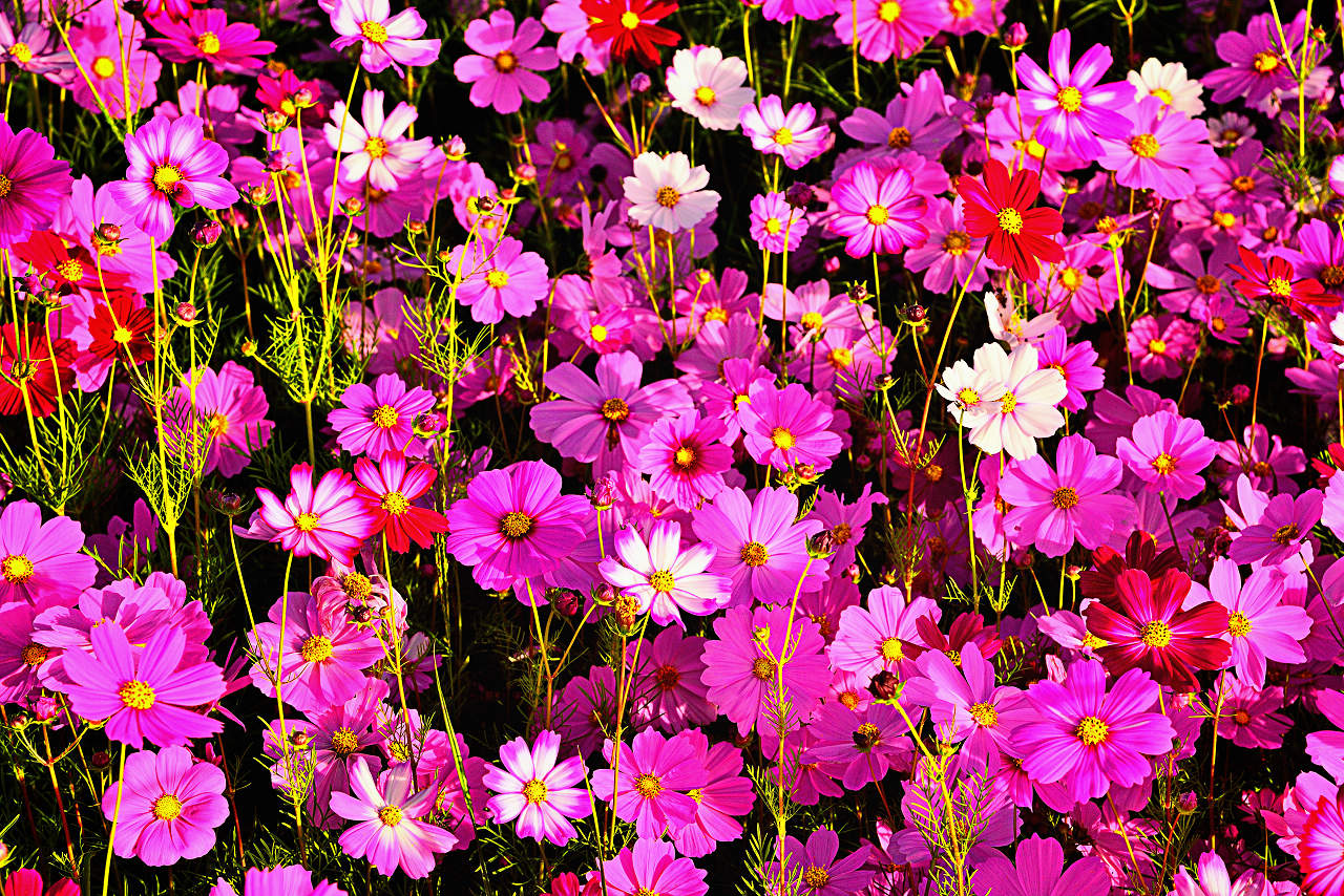 http://i.dcview.tw/gallery/201311/d85c2ed86df5aa31bf7ba6cf3e086ce5.jpg