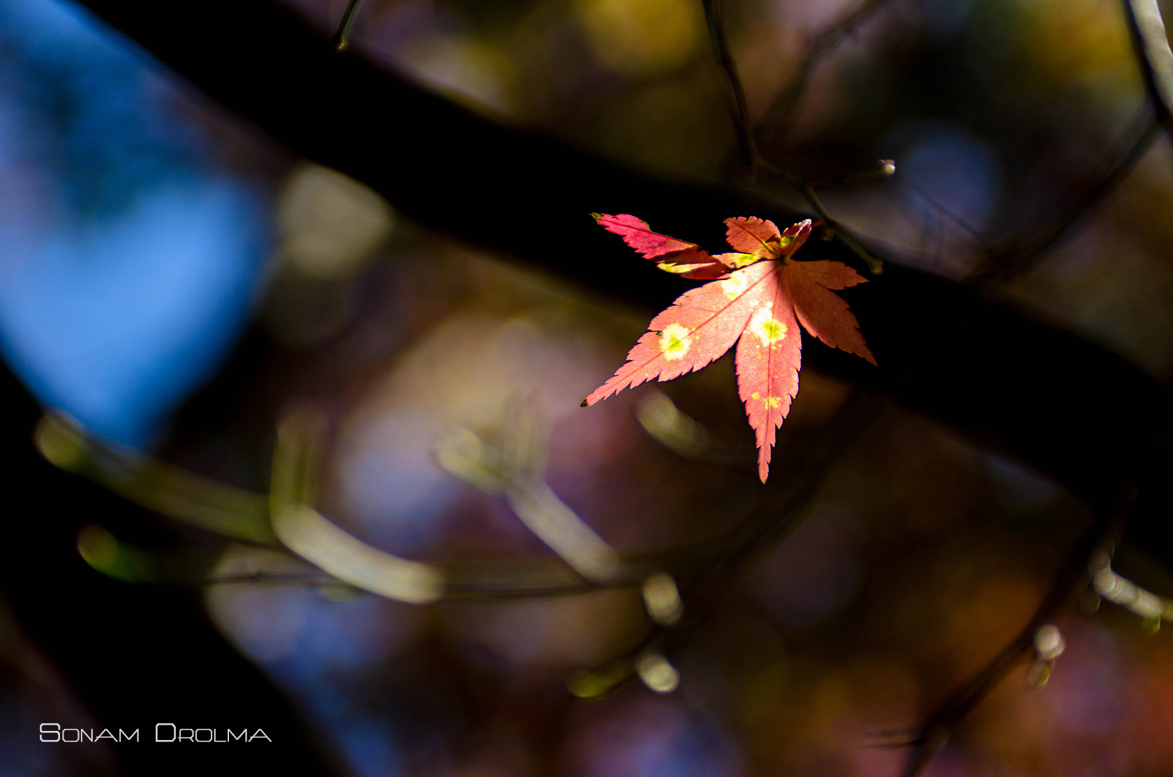 http://i.dcview.tw/gallery/201312/3a58380d3c29af01ed4eb2a7bfa2875f.jpg