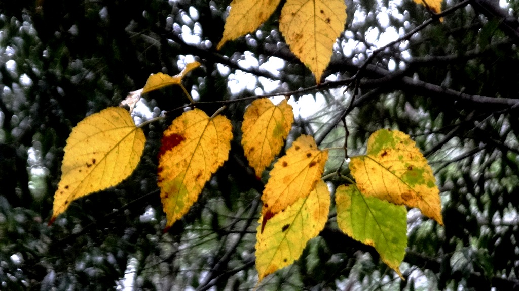 http://i.dcview.tw/gallery/201312/500e74c3470caddcc8b053e3a8dd3b26.jpg