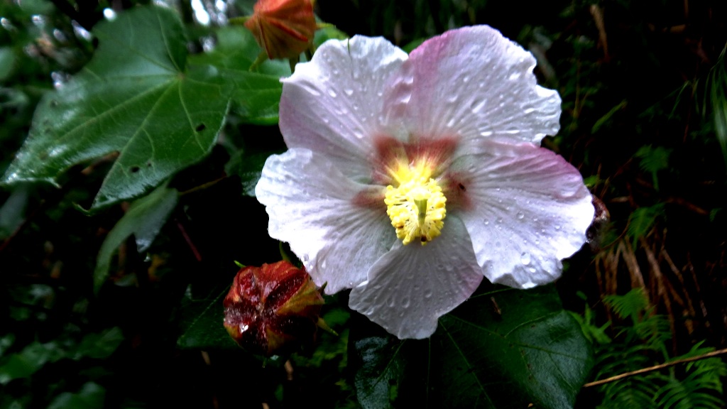 http://i.dcview.tw/gallery/201312/5ef681ef8da41e470cadb85a3a10fcdb.jpg