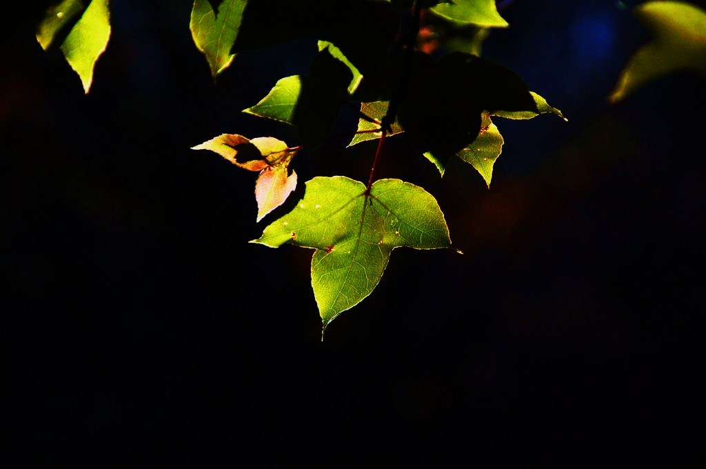 http://i.dcview.tw/gallery/201312/8c8cba2977c45cc4fbd29e5104b6123d.jpg