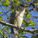 半夢半醒-Black-Crowned Night Heron