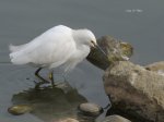 覓食-Snowy Egret