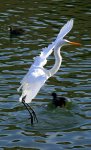 英姿--Snowy Egret