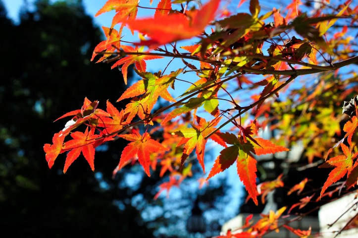 http://i.dcview.tw/gallery/201312/d38733452b64693e3312a9e2495cc8b9.jpg