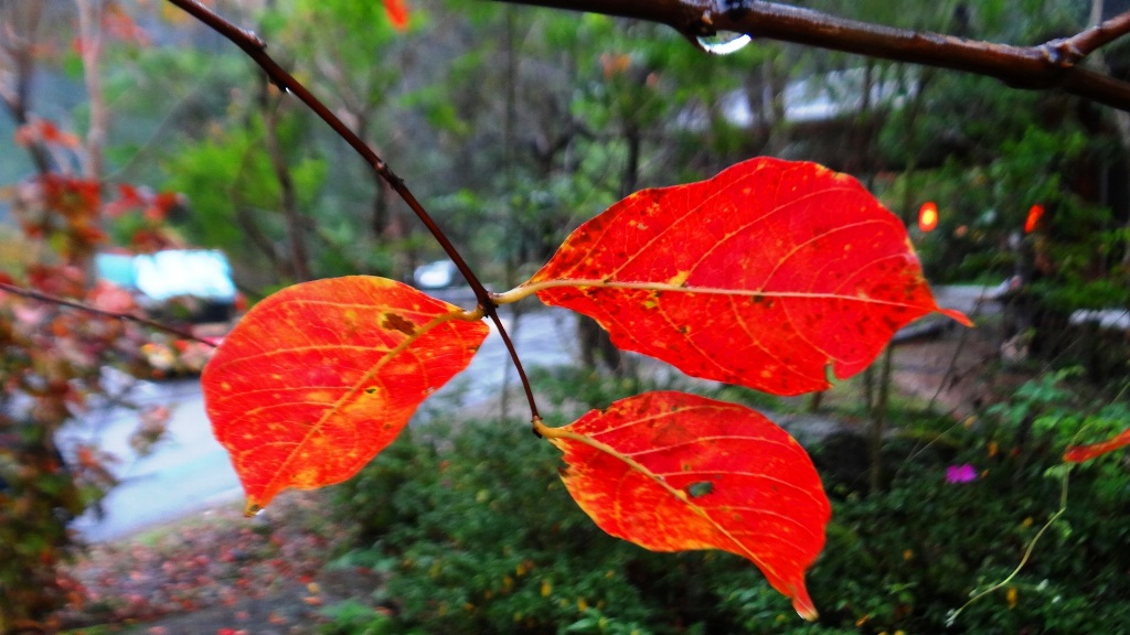 http://i.dcview.tw/gallery/201312/d91505877582d08e101519ed585aeab6.jpg