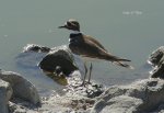 沈思者-Killdeer