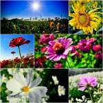 橋頭花海 花田喜事