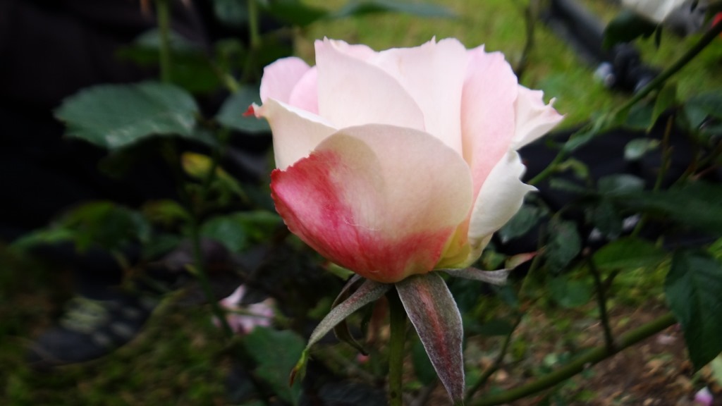 http://i.dcview.tw/gallery/201401/6562670257a53fc780dd5590d44cf04d.jpg
