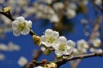 踏雪尋