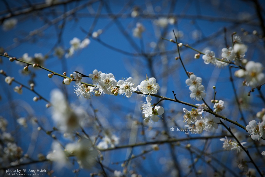 http://i.dcview.tw/gallery/201401/8b6a143b8f583aba7309cde90733b378.jpg