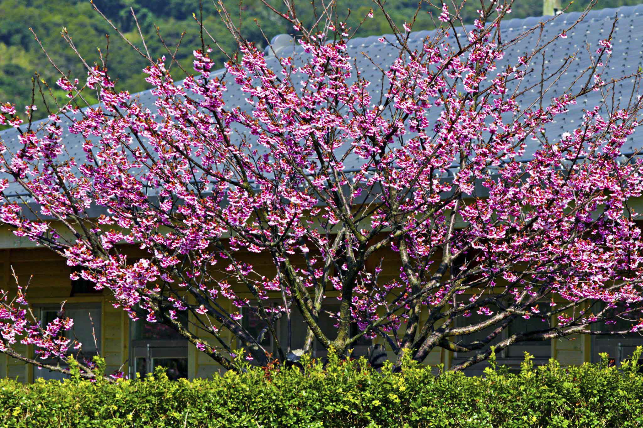 http://i.dcview.tw/gallery/201401/9f7083695f7fdcd5b54bfa07cc1ad03b.jpg