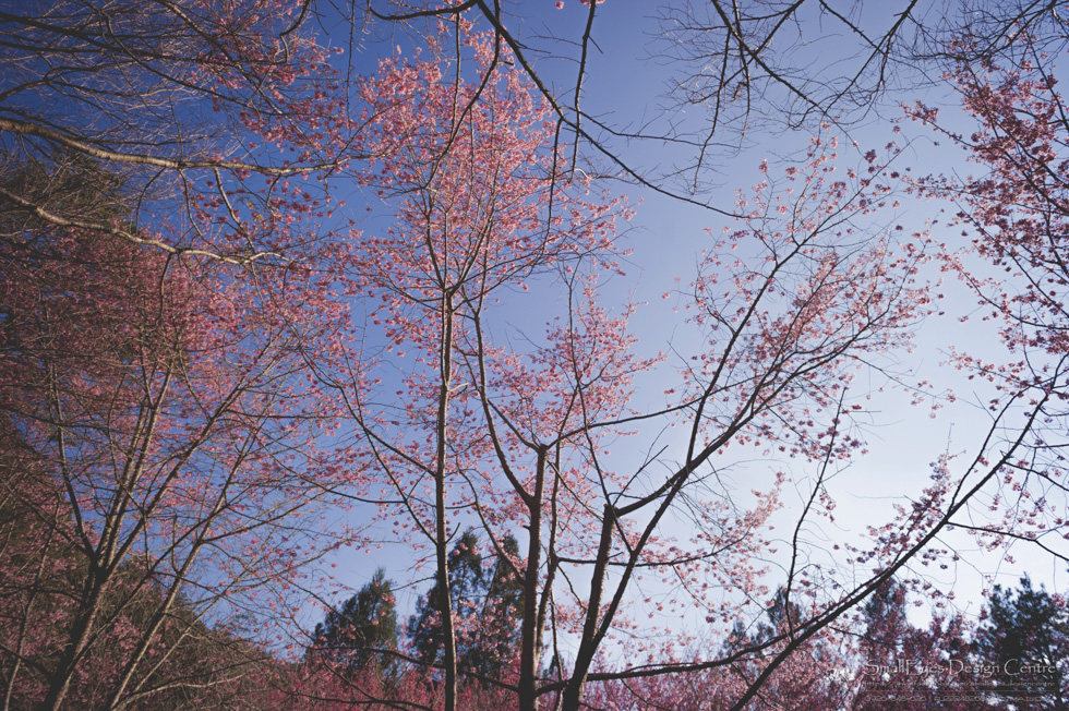 http://i.dcview.tw/gallery/201402/4a2c74a4060b371ca04db130a5f2c6f1.jpg