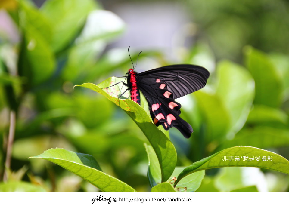 http://i.dcview.tw/gallery/201402/5b6d662a8b894f00b62a211a6698ae6a.jpg