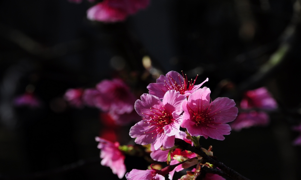 http://i.dcview.tw/gallery/201402/668499e7fa53ec3702b2dd0bfd0748a4.jpg