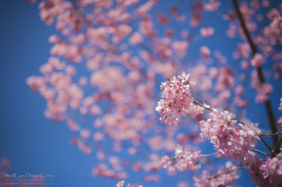http://i.dcview.tw/gallery/201402/869dd85580296e0e76dce03ba4254484.jpg