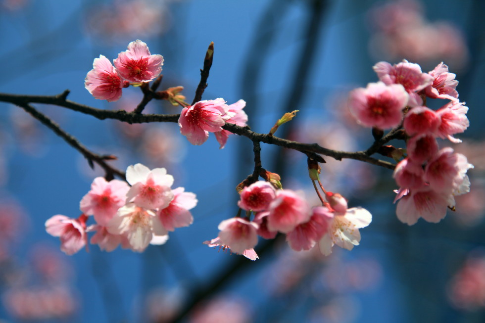 http://i.dcview.tw/gallery/201402/8cc9a281242af88b798cad9180c43674.jpg