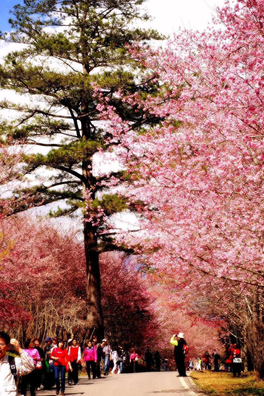 http://i.dcview.tw/gallery/201402/9673483df65183bb1c635d30c0ef3440.jpg