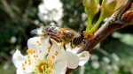 採花蜜中.....