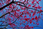 紅櫻&藍天