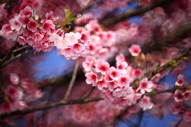 http://i.dcview.tw/gallery/201402/ab0db1c7985b42e8acd417f52c80dae2.jpg