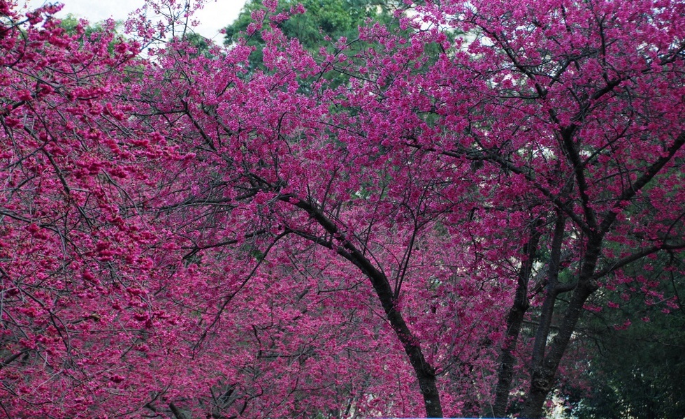 http://i.dcview.tw/gallery/201402/ae063348cd61ea73537440c31270ff04.jpg