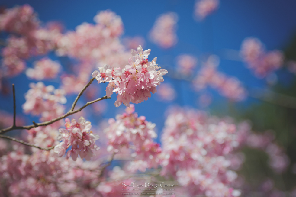 http://i.dcview.tw/gallery/201402/dde2ed1197aa7c3ae266a0e104f763a5.jpg